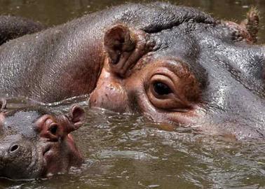 Hipopótamos dan positivo a Covid en zoológico