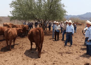 Ganaderos optan por vender ranchos