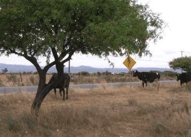 Piden controlar ganado vago