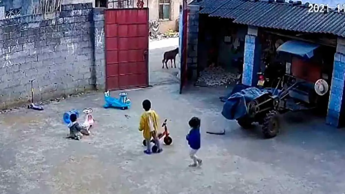 VIDEO. Conmovedora reacción de un niño por defender a  hermanitos