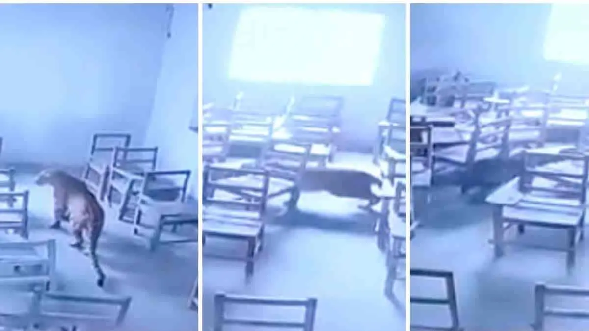 VIDEO. Leopardo entra a aula de universidad y ataca a estudiante