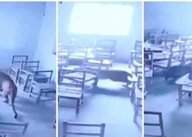 VIDEO. Leopardo entra a aula de universidad y ataca a estudiante