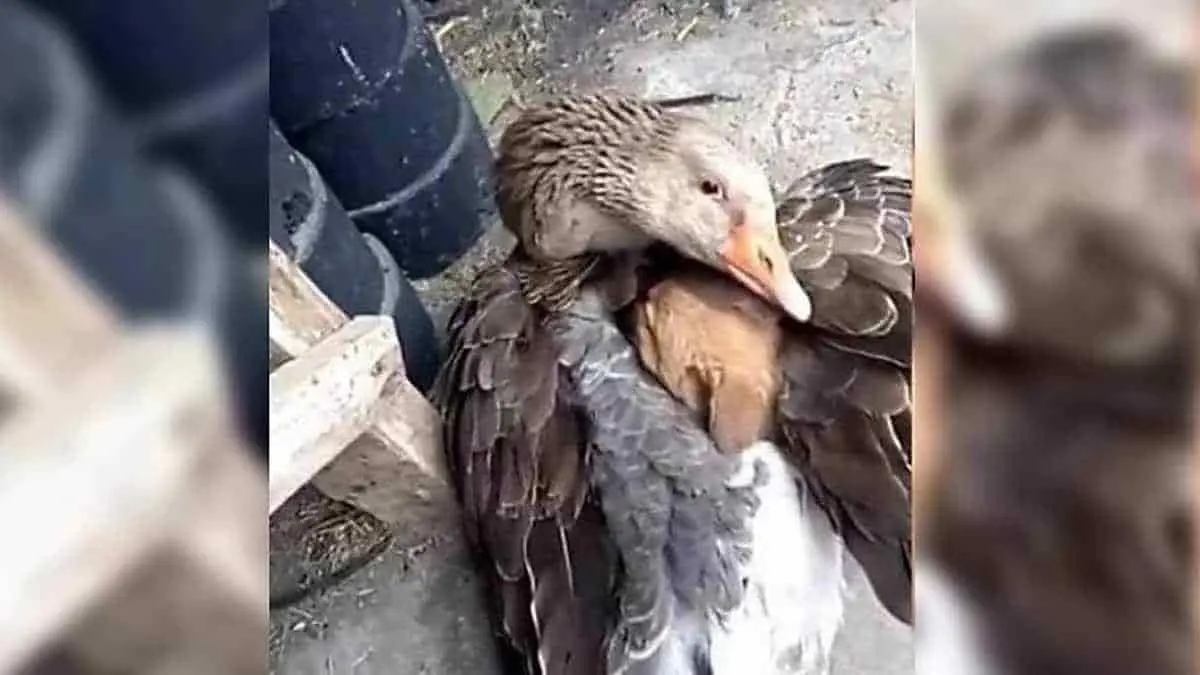 Conmovedor: Pato protege con sus alas a perrito que moría de frío