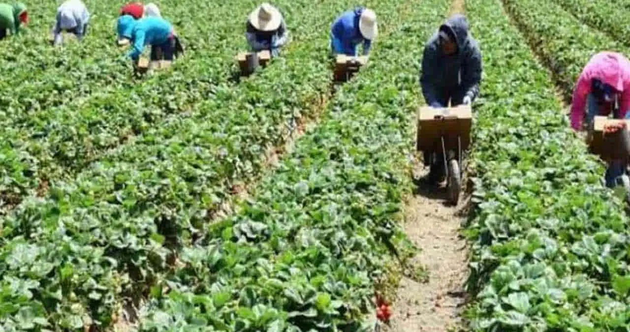 Corte de hortalizas genera trabajo en VY