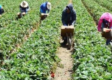 Corte de hortalizas genera trabajo en VY