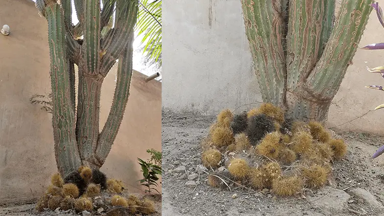 Yaquis primitivos elaboraban cepillo de cactus