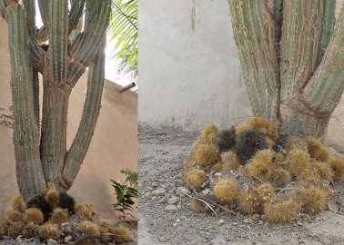 Yaquis primitivos elaboraban cepillo de cactus