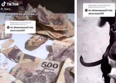 Perrito acaba con los ahorros de su dueña