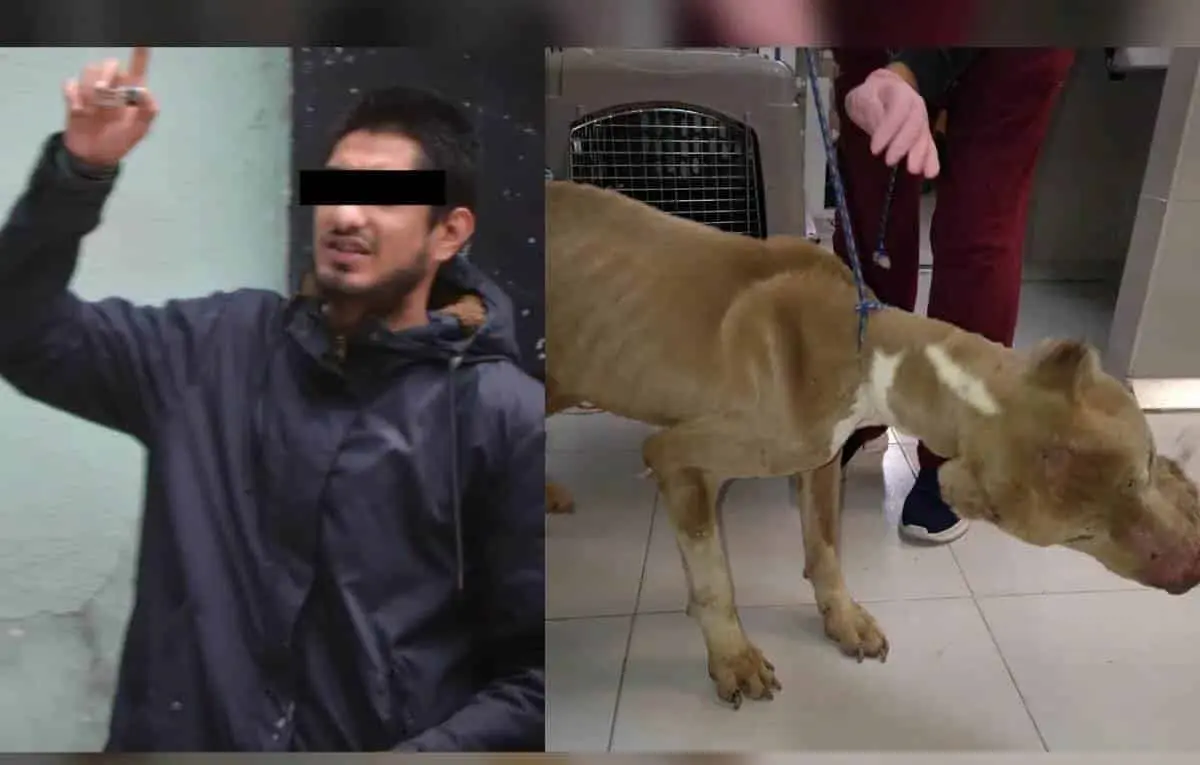 Video. Hombre torturaba a gatos y perros en su casa