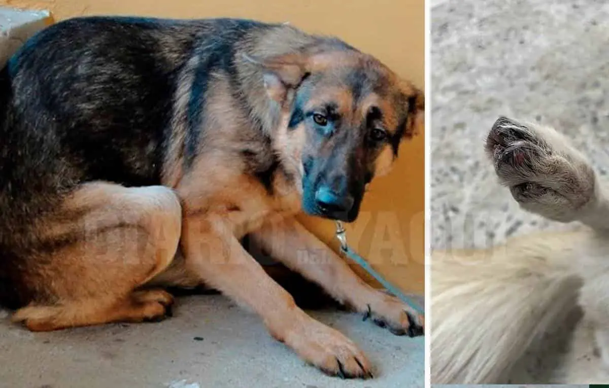 Se extraviaron 18 perros debido a la pirotecnia en Cajeme