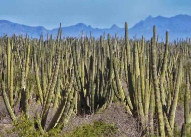 Retoman proyecto de Reserva Pitahayal