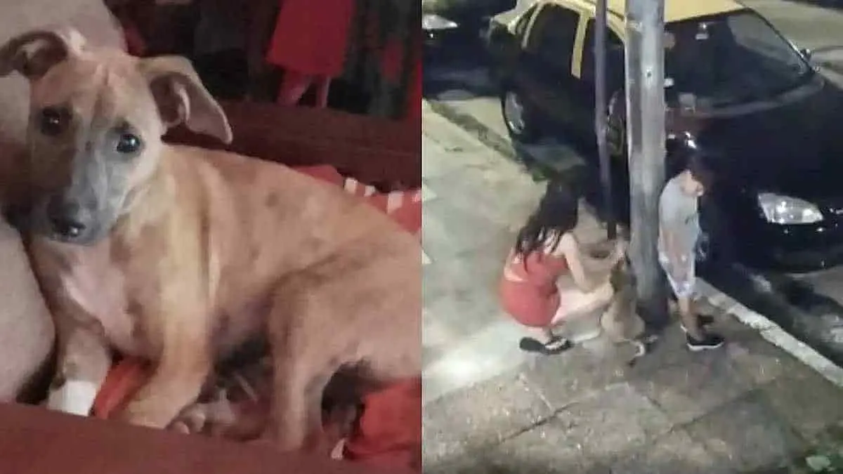 VIDEO: Descorazonada mujer abandona a un perrito atado a un poste