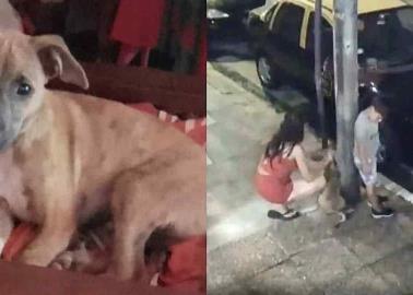 VIDEO: Descorazonada mujer abandona a un perrito atado a un poste