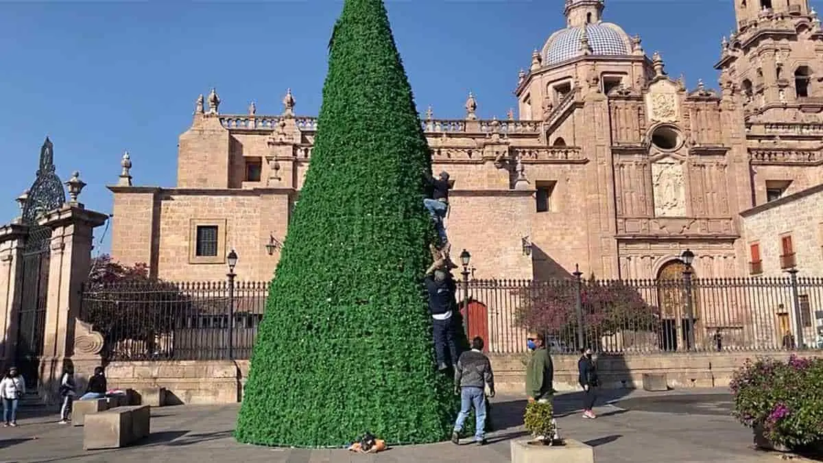 Descubren hogar dentro de un árbol de Navidad en Morelia