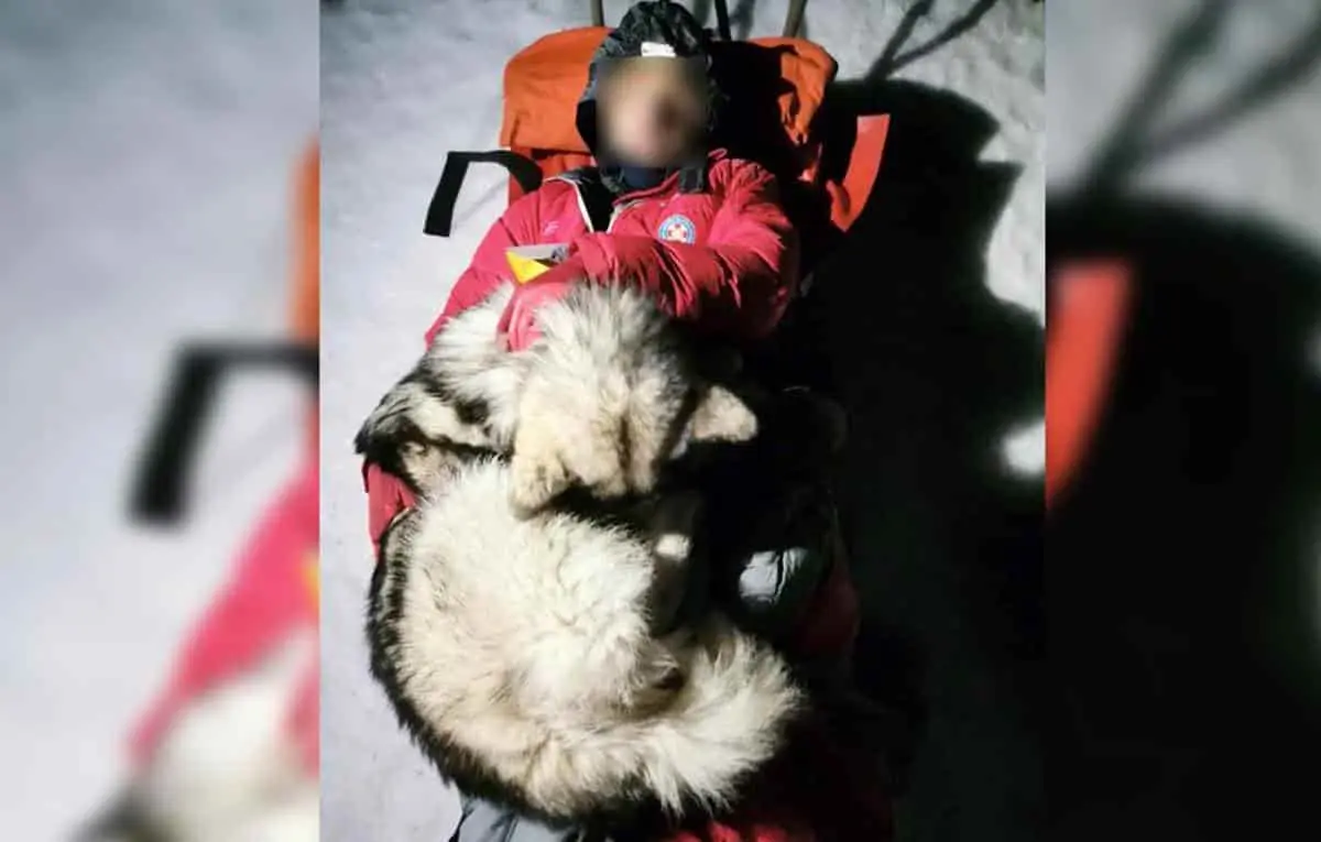 Perro salva la vida de excursionista que cayó de una montaña