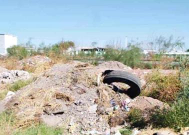 Destruyen zonas ya reforestadas