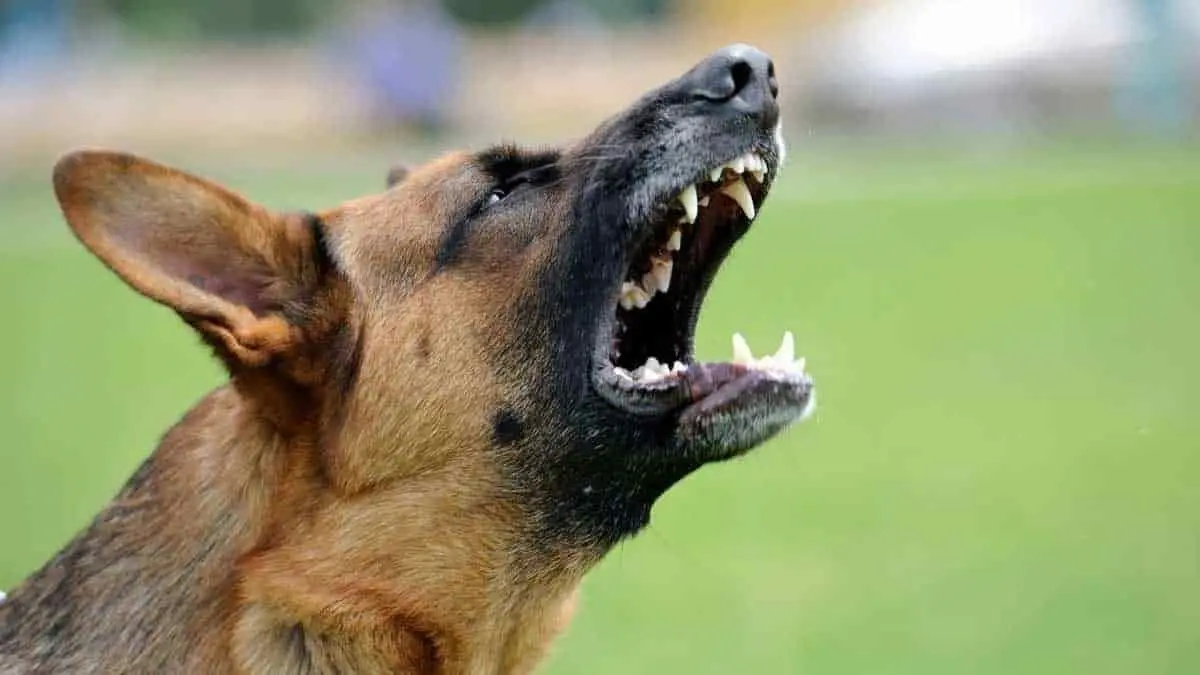 Perro ataca a bebé de 6 meses al tratar de quitarle su juguete