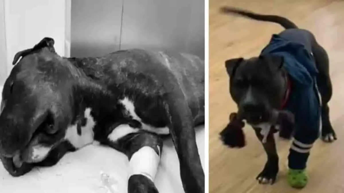 Perrito es lanzado desde un quinto piso para lastimar a su dueña