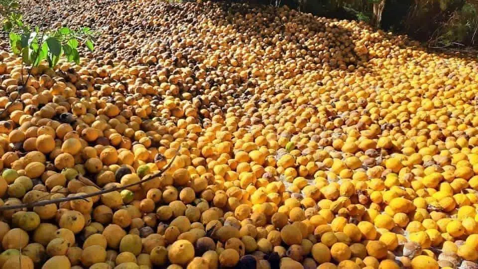 Investiga Profepa contaminación del Río Mayo