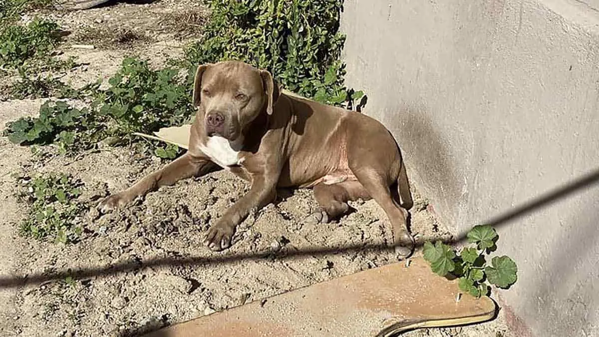 Perro de periodista ejecutada la espera en la puerta de su casa