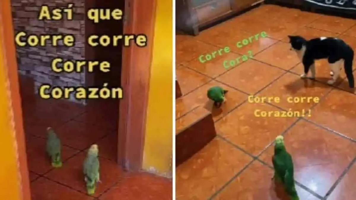 VIDEO. Tiernos loritos cantan la canción Corre de Jesse & Joy