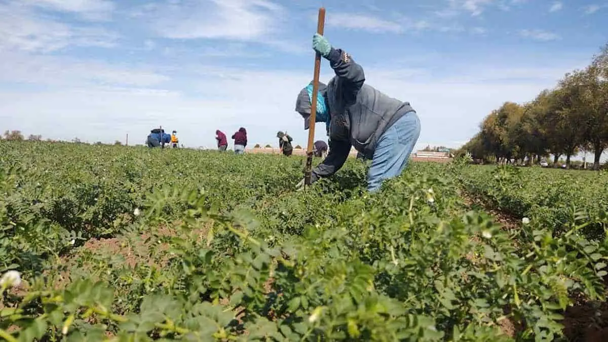 Del hogar al deshierbe de tierras de cultivo