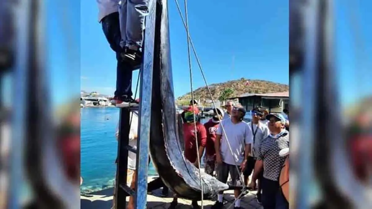 VIDEO. Sorprende enorme marlín de casi 300 kilos en Los Cabos
