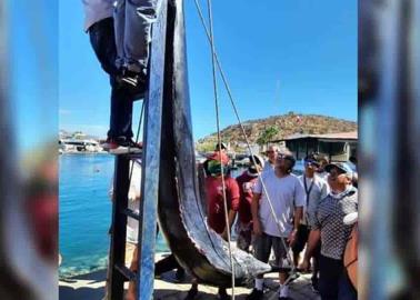 VIDEO. Sorprende enorme marlín de casi 300 kilos en Los Cabos