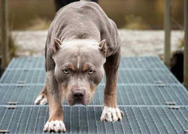 Crecen las agresiones de perros pitbull