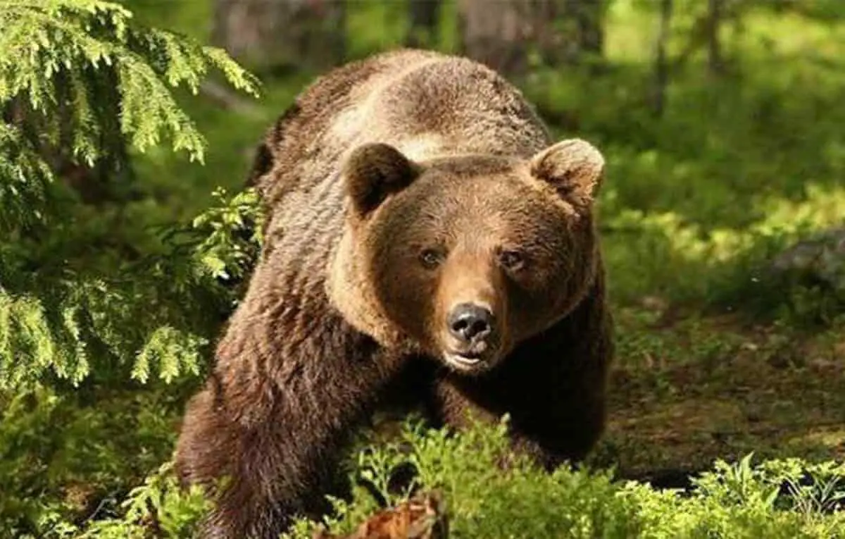 Mata a su hermano al intentar defenderse de oso; luego se suicida