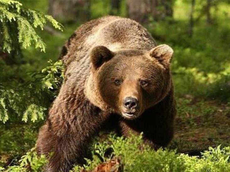 Mata a su hermano al intentar defenderse de oso; luego se suicida Mata a su hermano al intentar defenderse de oso; luego se suicida