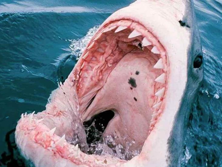 Ataques de tiburón se pueden prevenir Ataques de tiburón se pueden prevenir