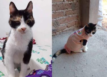 Azalia, una gatita que llevó una vida a todo dar