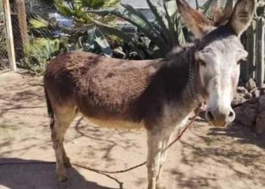 Burro asesina a mordidas a su dueño