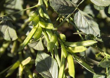 Guar, cultivo rentable Guar, cultivo rentable