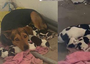 Piden ayuda para madre y cachorritos