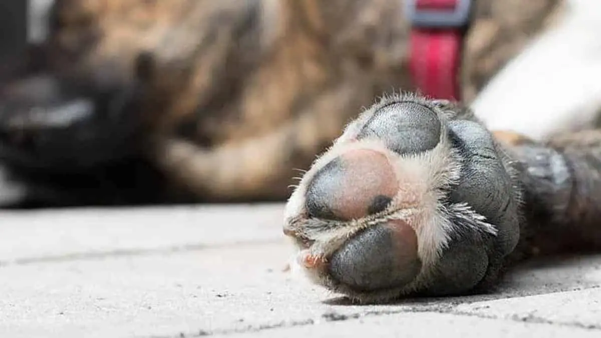 Condenan a tipo a 3 años de cárcel por matar a un perrito