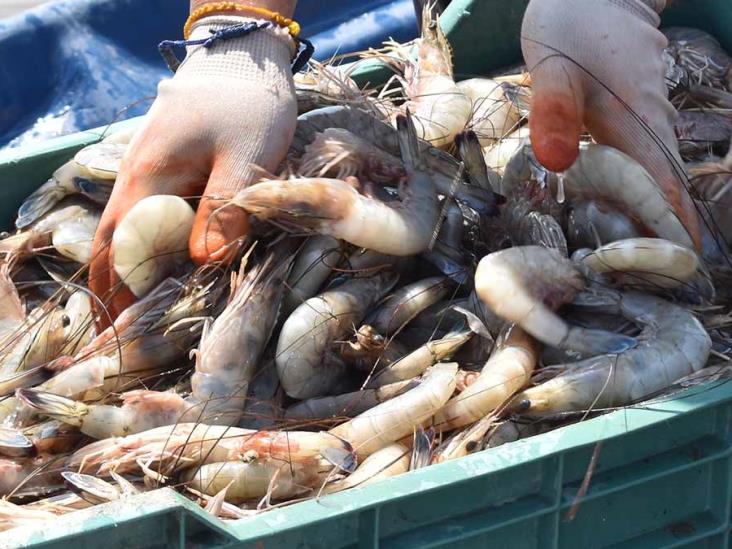 “Guateros” se llevan el camarón de bahía “Guateros” se llevan el camarón de bahía