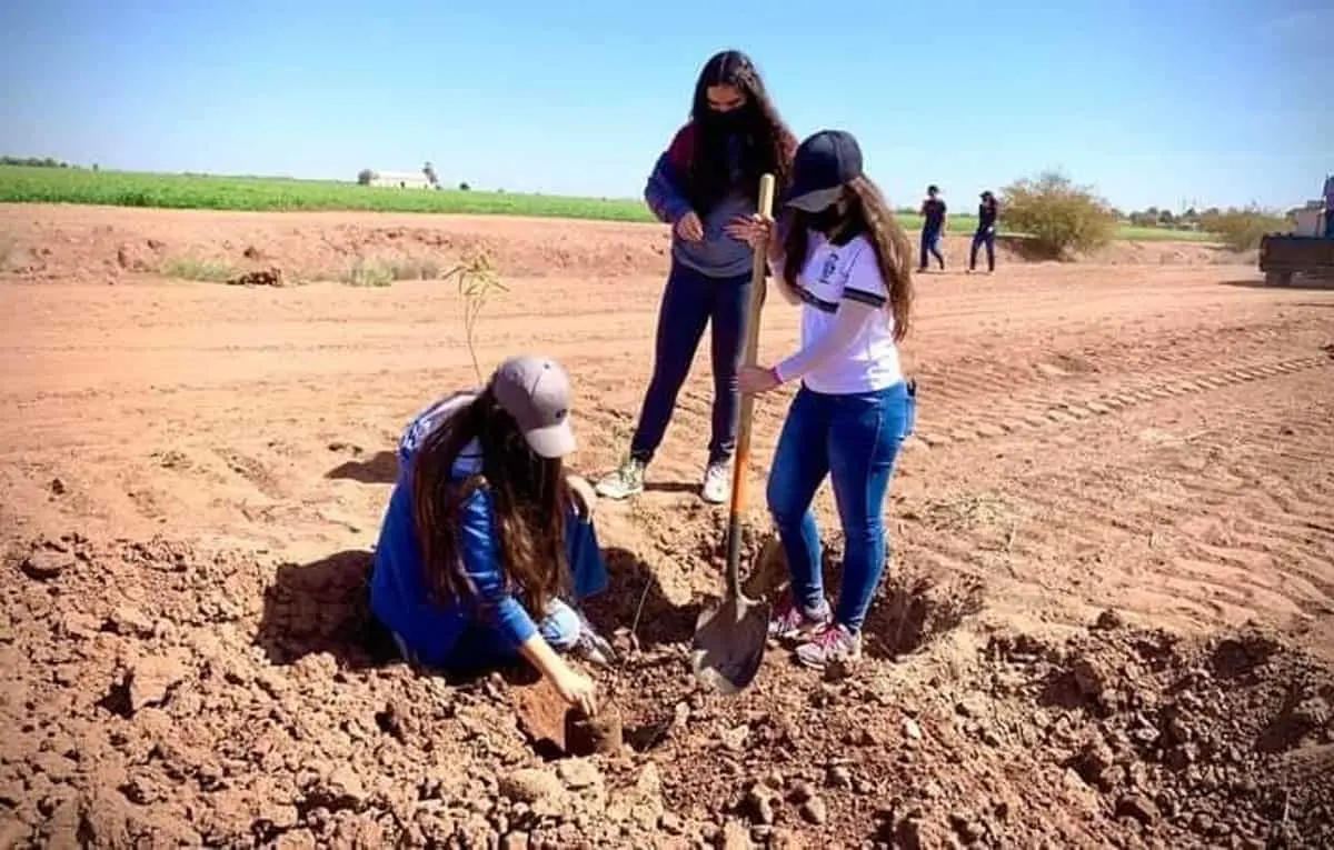 Reforestarán tres kilómetros con mezquites