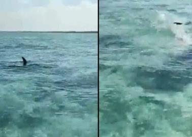 VIDEO. Tiburones aterrorizan a familia que paseaba en lancha