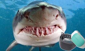 Entregarán brazaletes electrónicos a pescadores contra tiburones