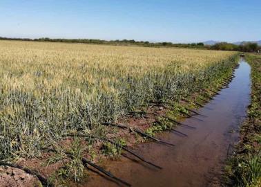 Sin agua para primeros cultivos