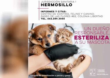 Vacunación y esterilización, ya lista para perros y gatos