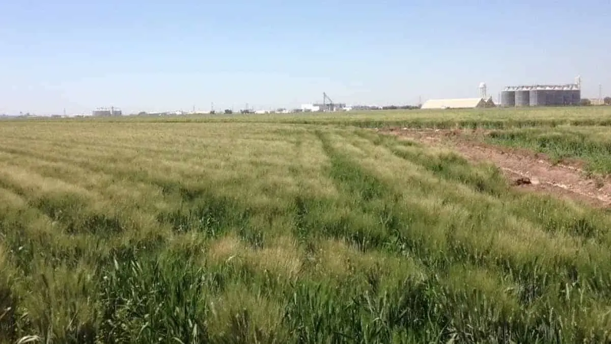Guerra de Rusia-Ucrania eleva precio del maíz y trigo en México