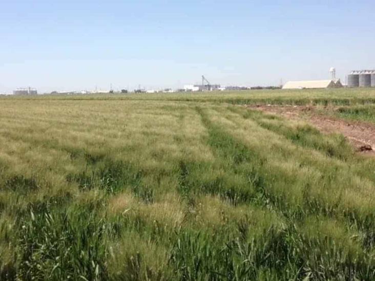 Guerra de Rusia-Ucrania eleva precio del maíz y trigo en México Guerra de Rusia-Ucrania eleva precio del maíz y trigo en México