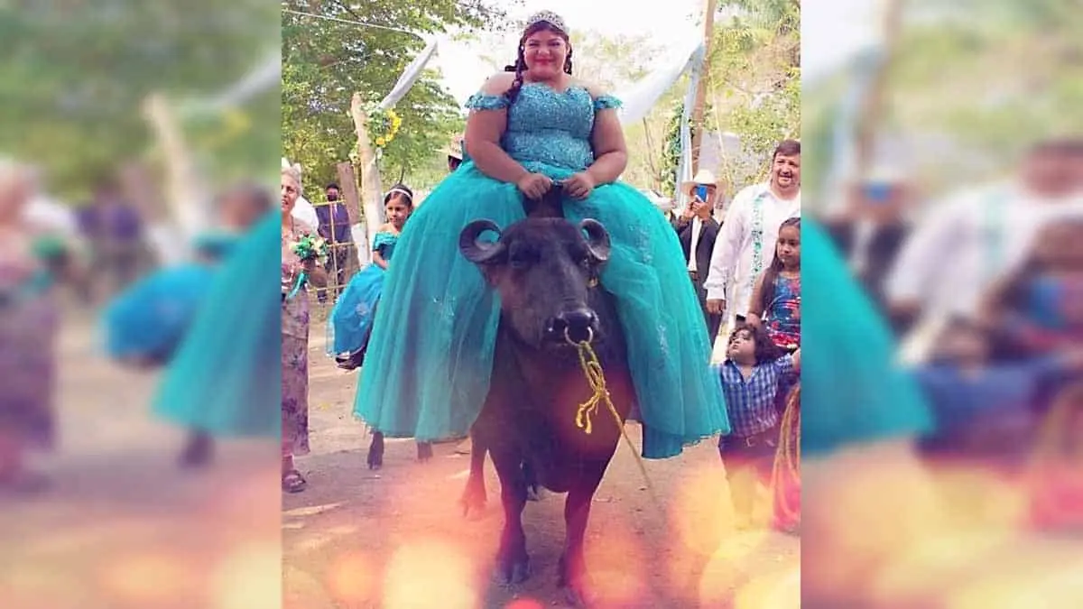 ¡Insólito! Quinceañera llega a su fiesta montada en un búfalo
