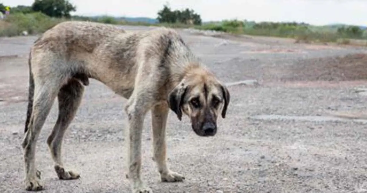 Reciben denuncias por maltrato animal