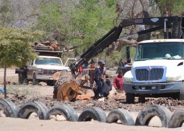 Talan en río Mayo los árboles ya secos