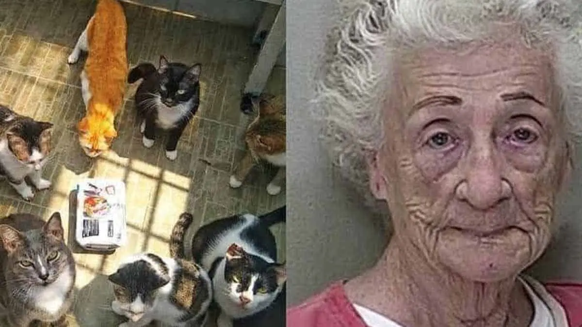 Dulce abuelita entrenaba a sus gatos para robar