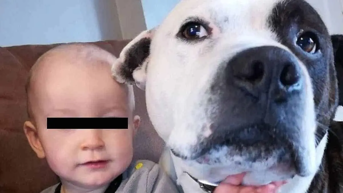 Sacrifican a pit bull terrier tras desfigurar rostro de un niño